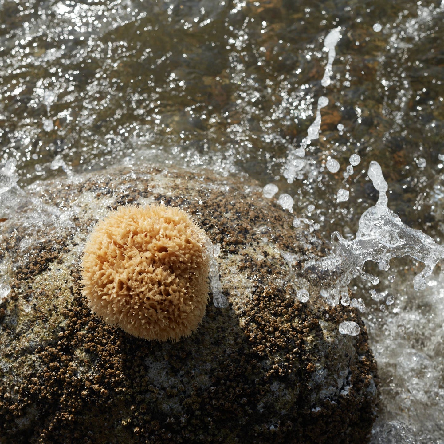 Natural Sea Wool Sponge - Large
