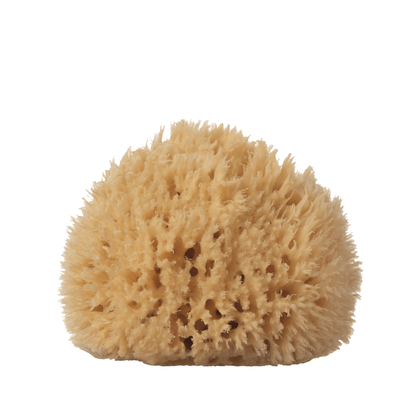 Natural Sea Wool Sponge - Large