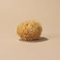 Natural Sea Wool Sponge - Medium