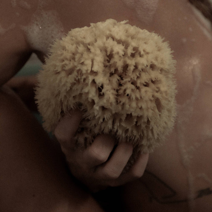 Natural Sea Wool Sponge - Large
