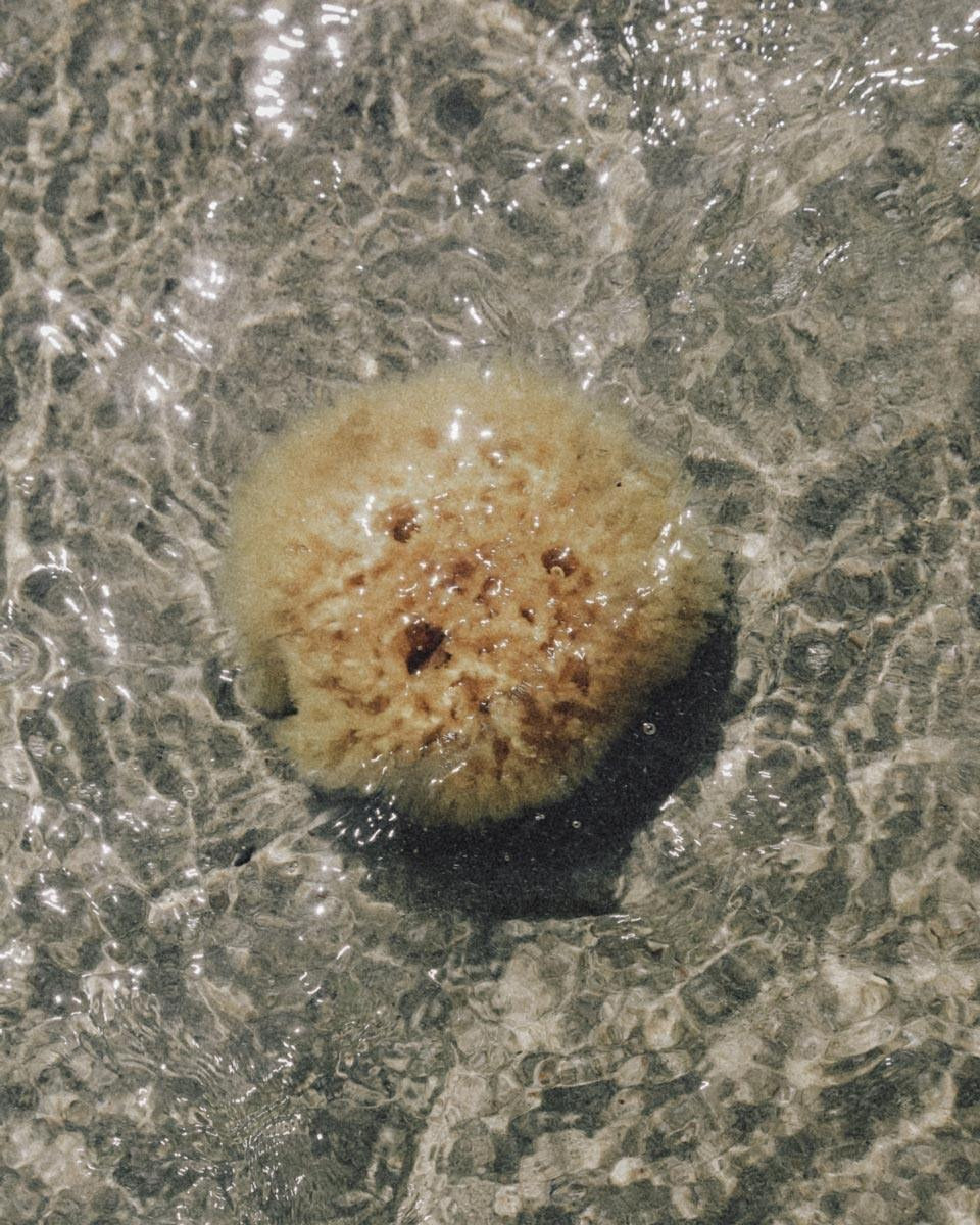 Natural Sea Wool Sponge - Large