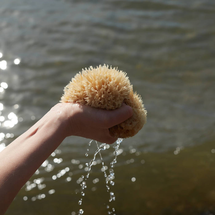 Natural Sea Wool Sponge - Medium