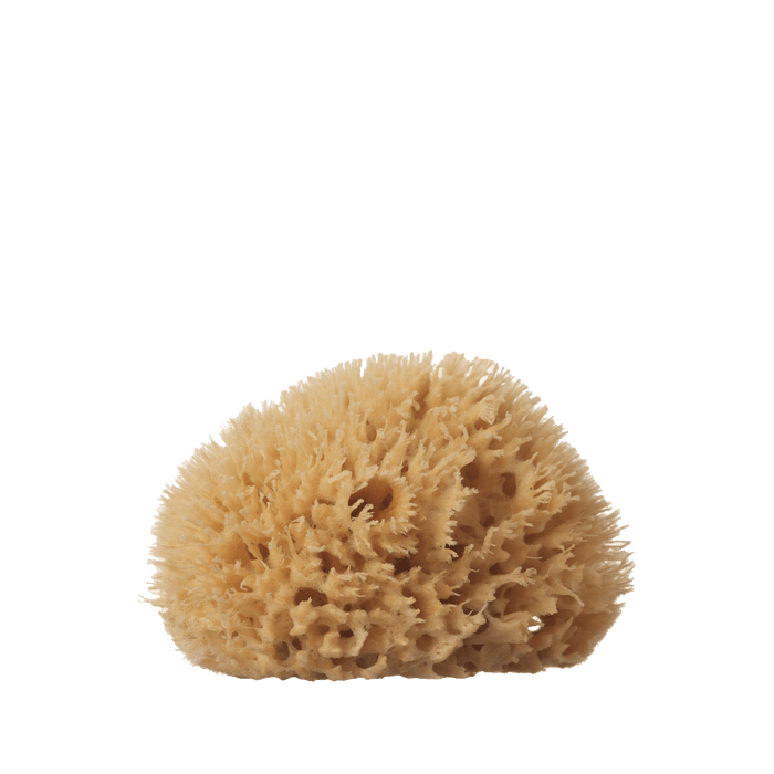 Natural Sea Wool Sponge - Medium