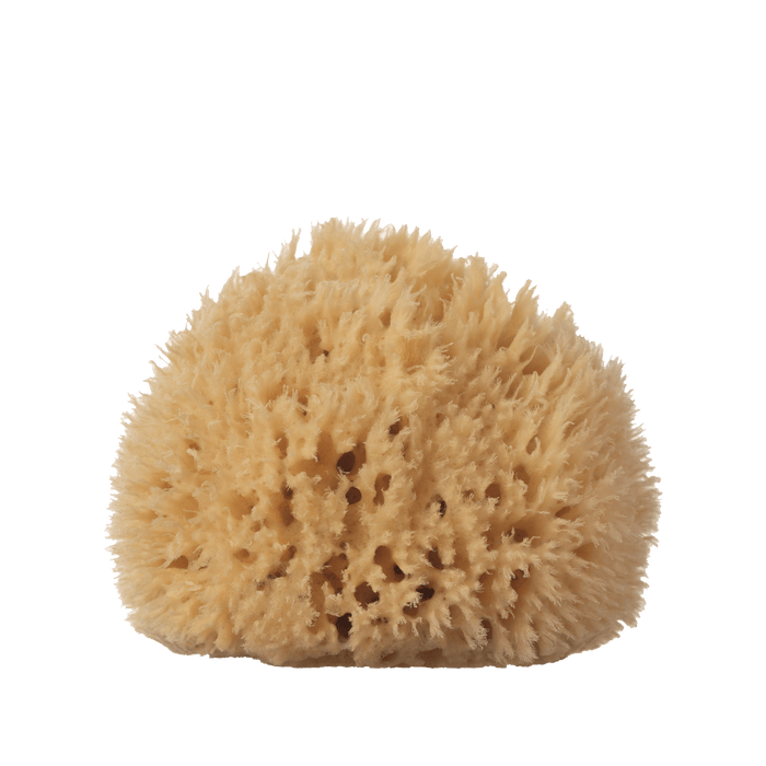 Natural Sea Wool Sponge - Large